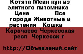 Котята Мейн-кун из элитного питомника › Цена ­ 20 000 - Все города Животные и растения » Кошки   . Карачаево-Черкесская респ.,Черкесск г.